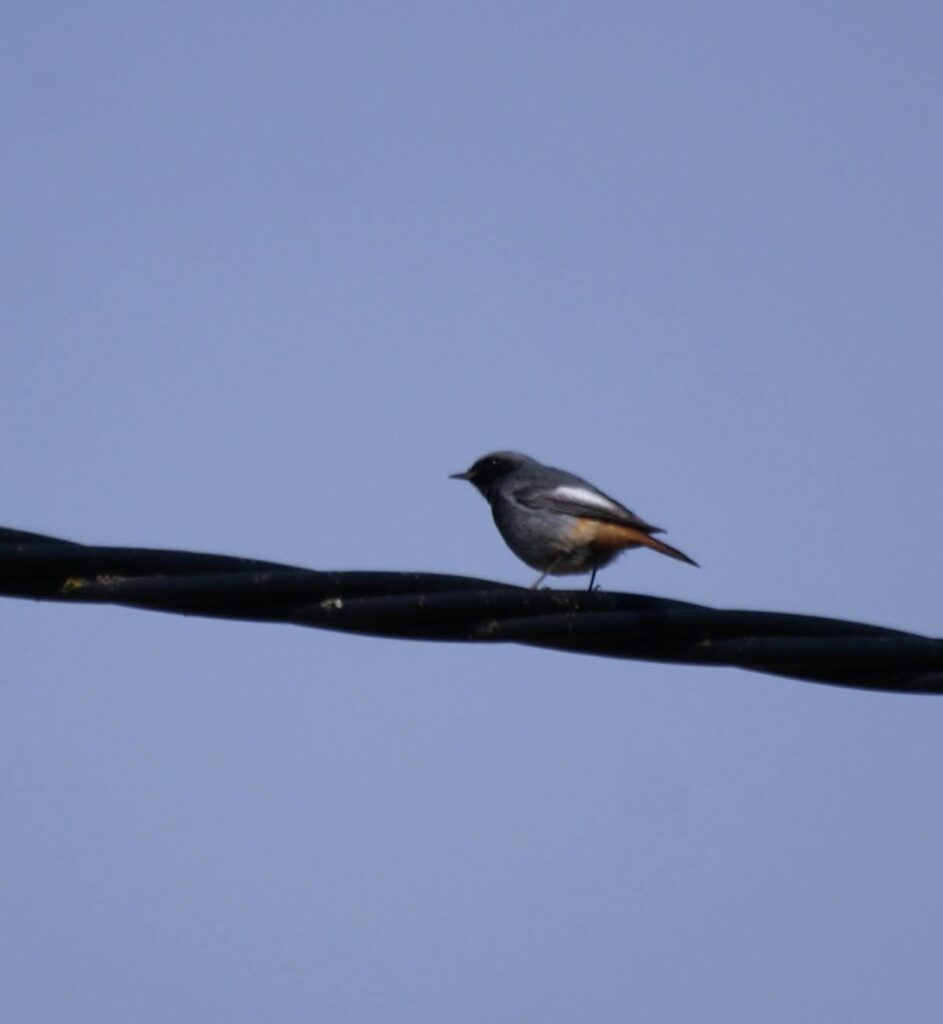 cotxa fumada a sobre d'un cable