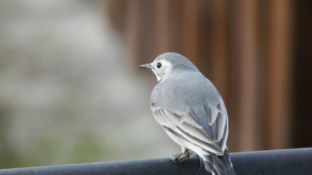 cuereta blanca posada damunt una canal de desaigüe al jardí de casa