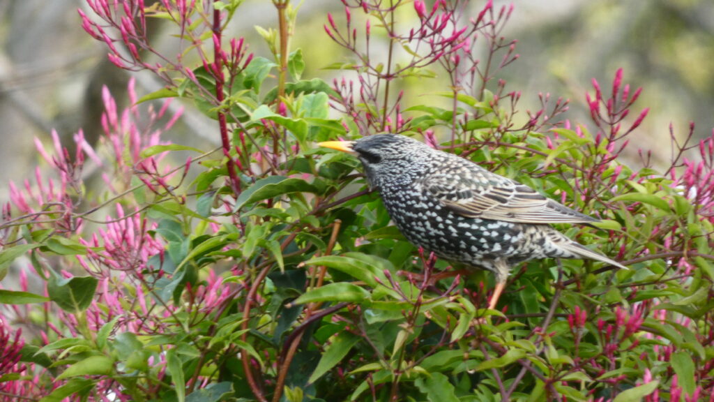 estornell sobre un arbust de jasmí