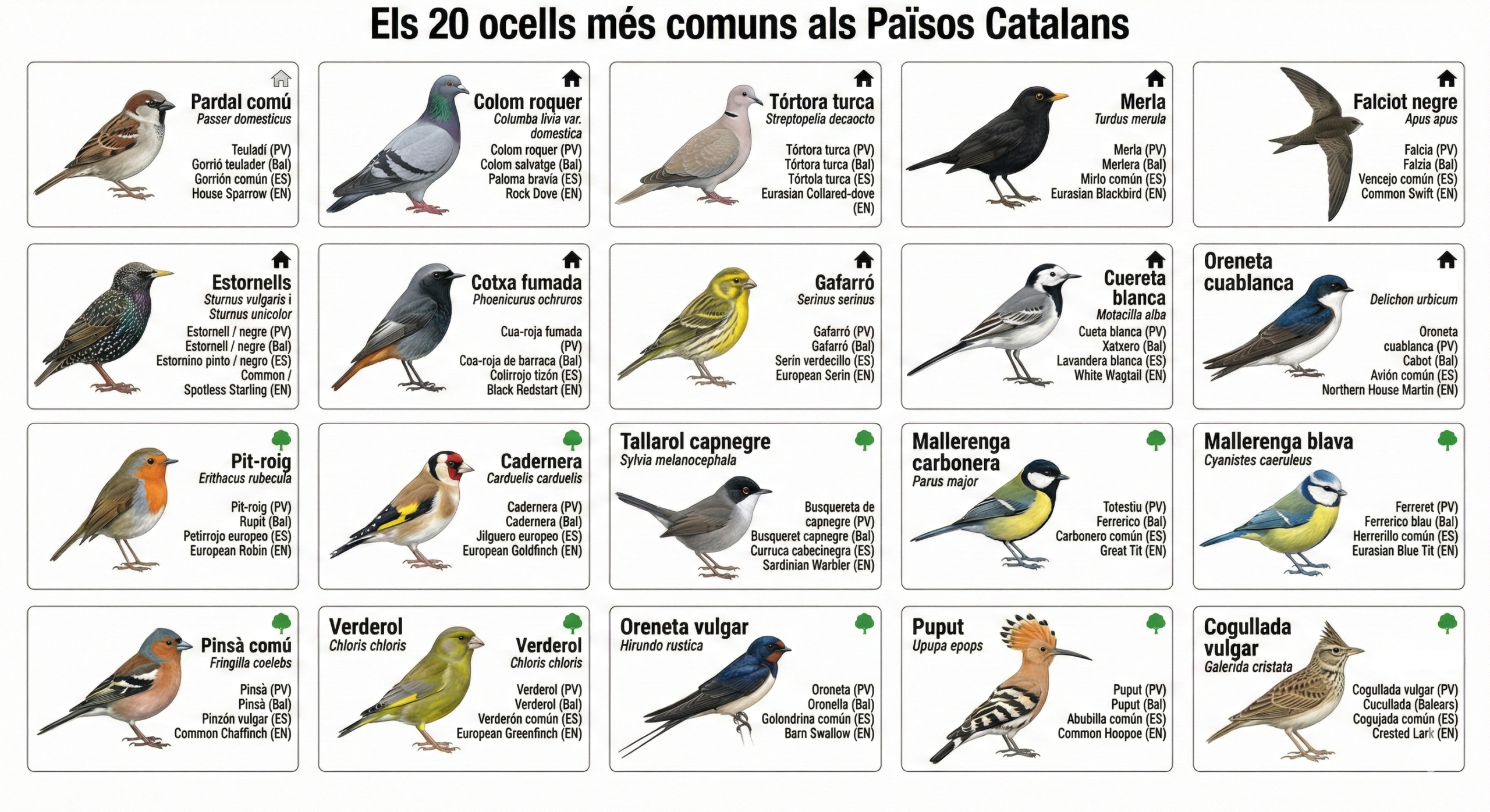 Infografia dels 20 ocells més comuns als Països Catalans indicant el seu nom comú, científic i les variacions dialectals principals al País Valencià i Balears, junt amb la traducció al castellà i anglés.
