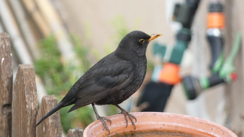 merla anant a per aigua en un plat