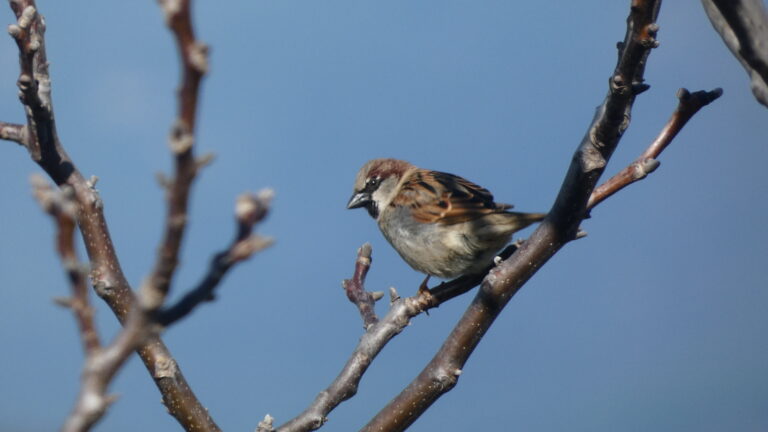 pardal comú a la rama d'un noguer