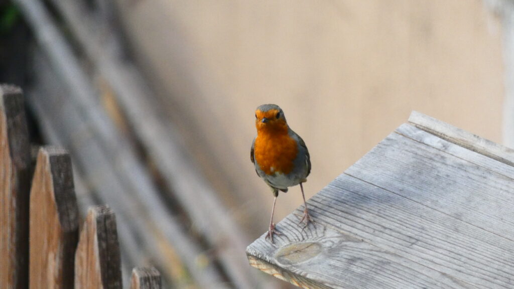 pit-roig mirant a la càmera