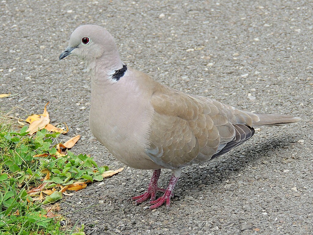 tórtora turca sobre l'asfalt de la ciutat