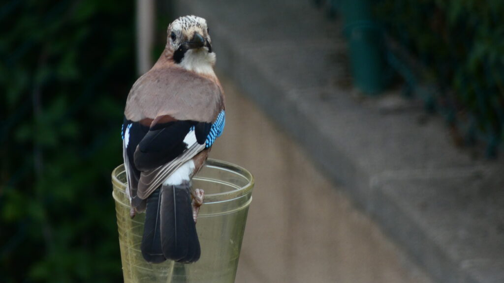 gaig posat a sobre d'u pluviòmetre