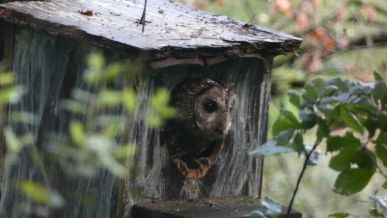 un gamarús treu el cap a la caixa niu