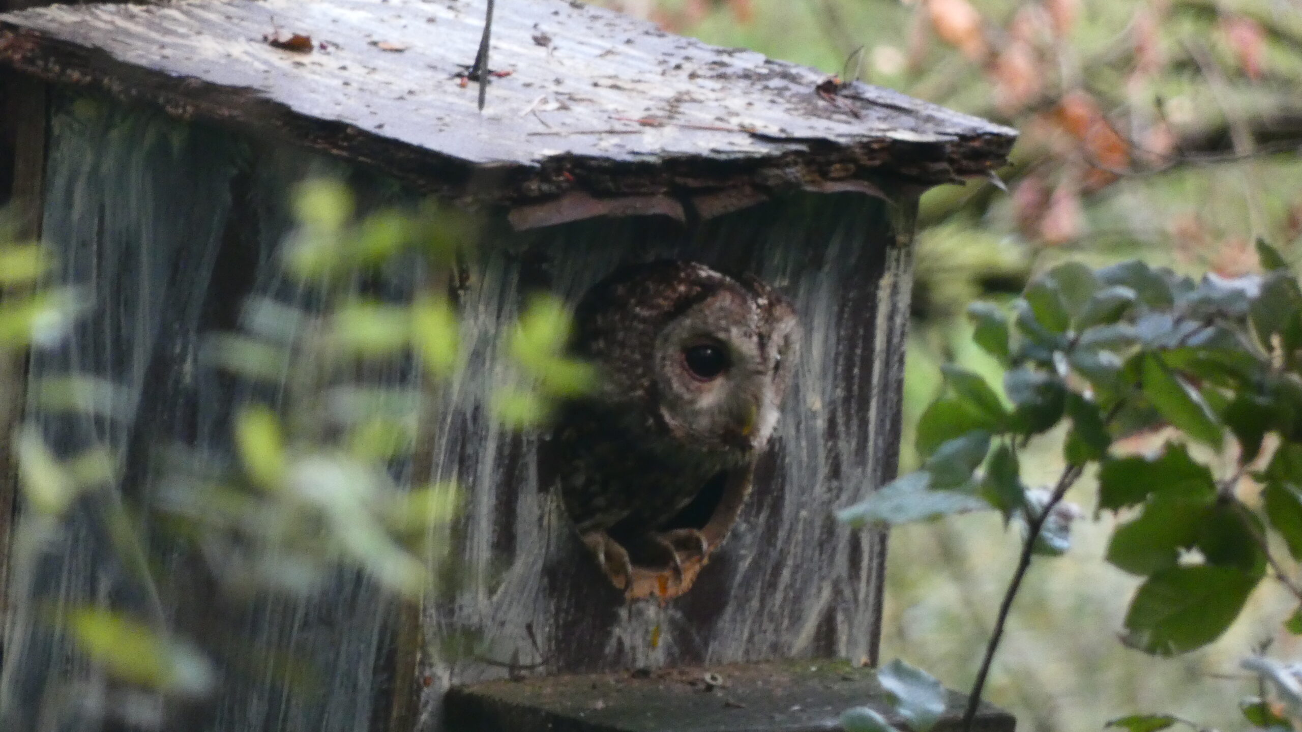 un gamarús treu el cap a la caixa niu
