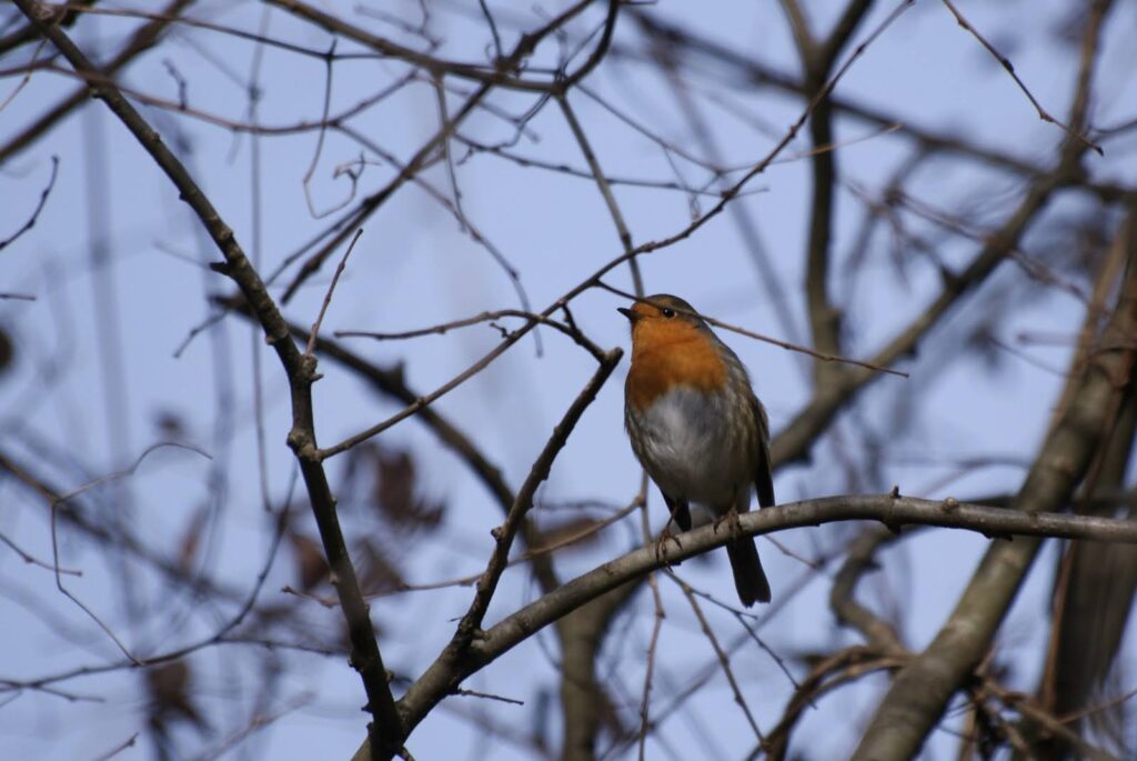pit-roig en una rama
